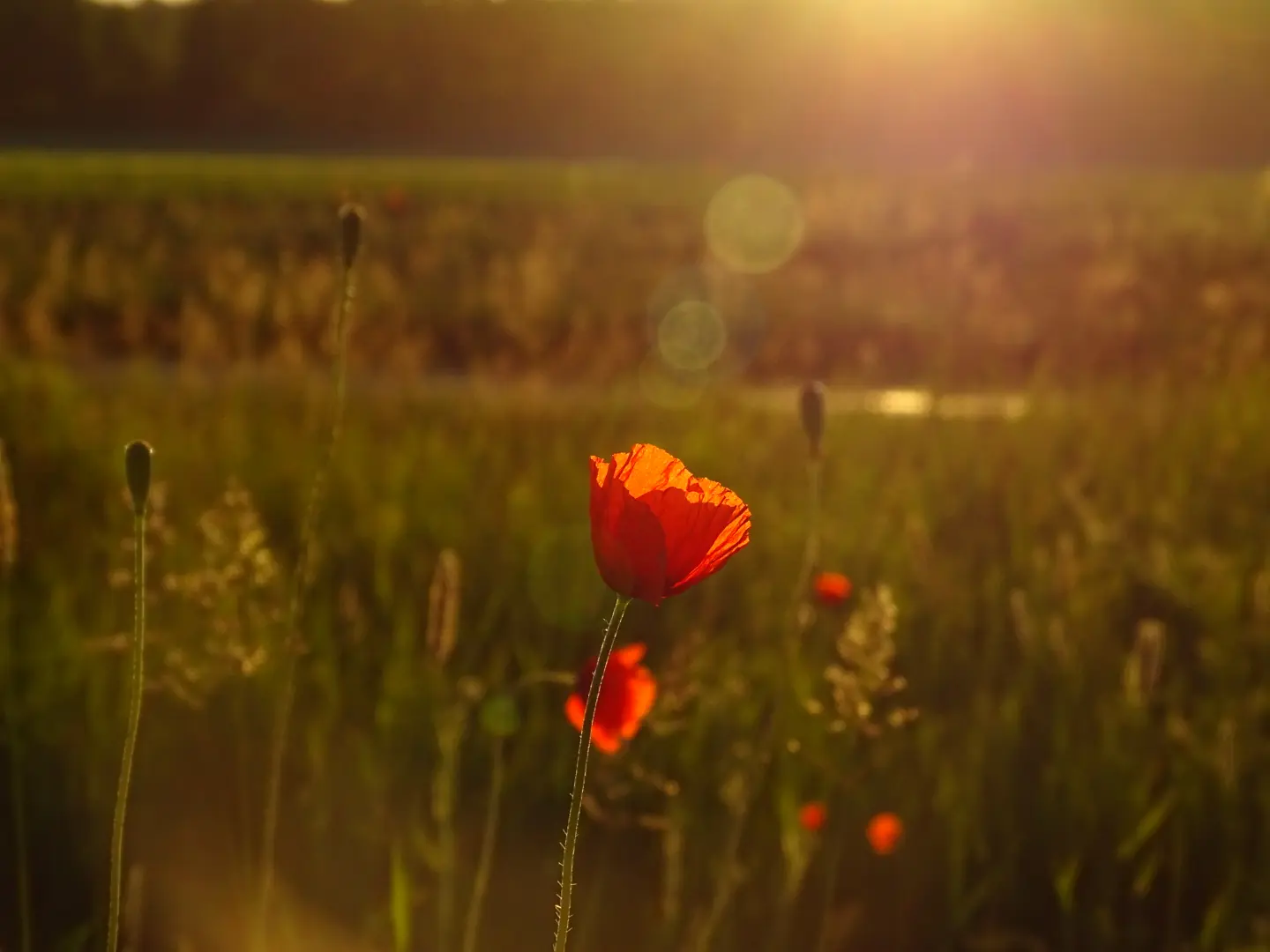 Mohnblumen im warmen Abendlicht