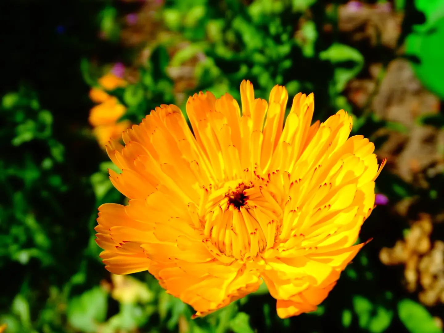Orangefarbene Blüte im Garten