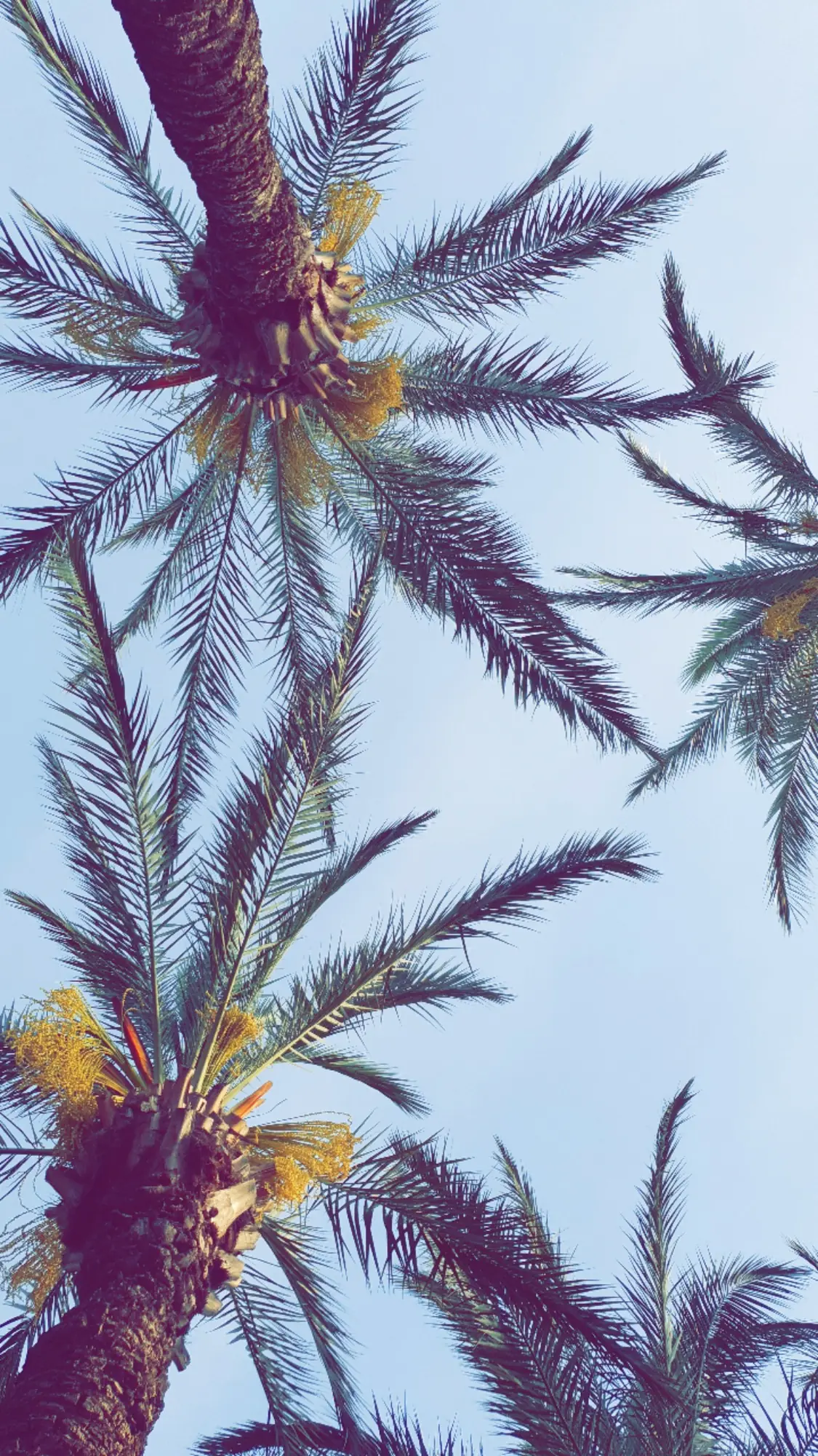 Palmen vor hellem Himmel