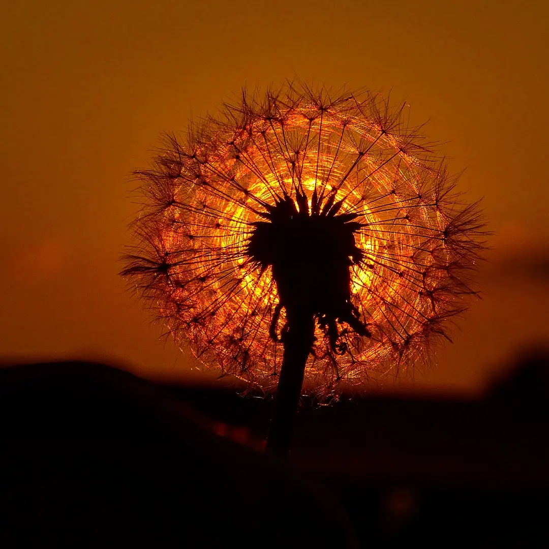 Pusteblume im Licht des Sonnenuntergangs