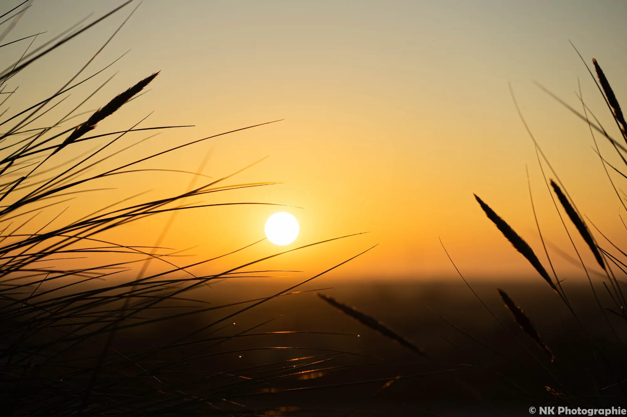Sonne hinter Strandgras