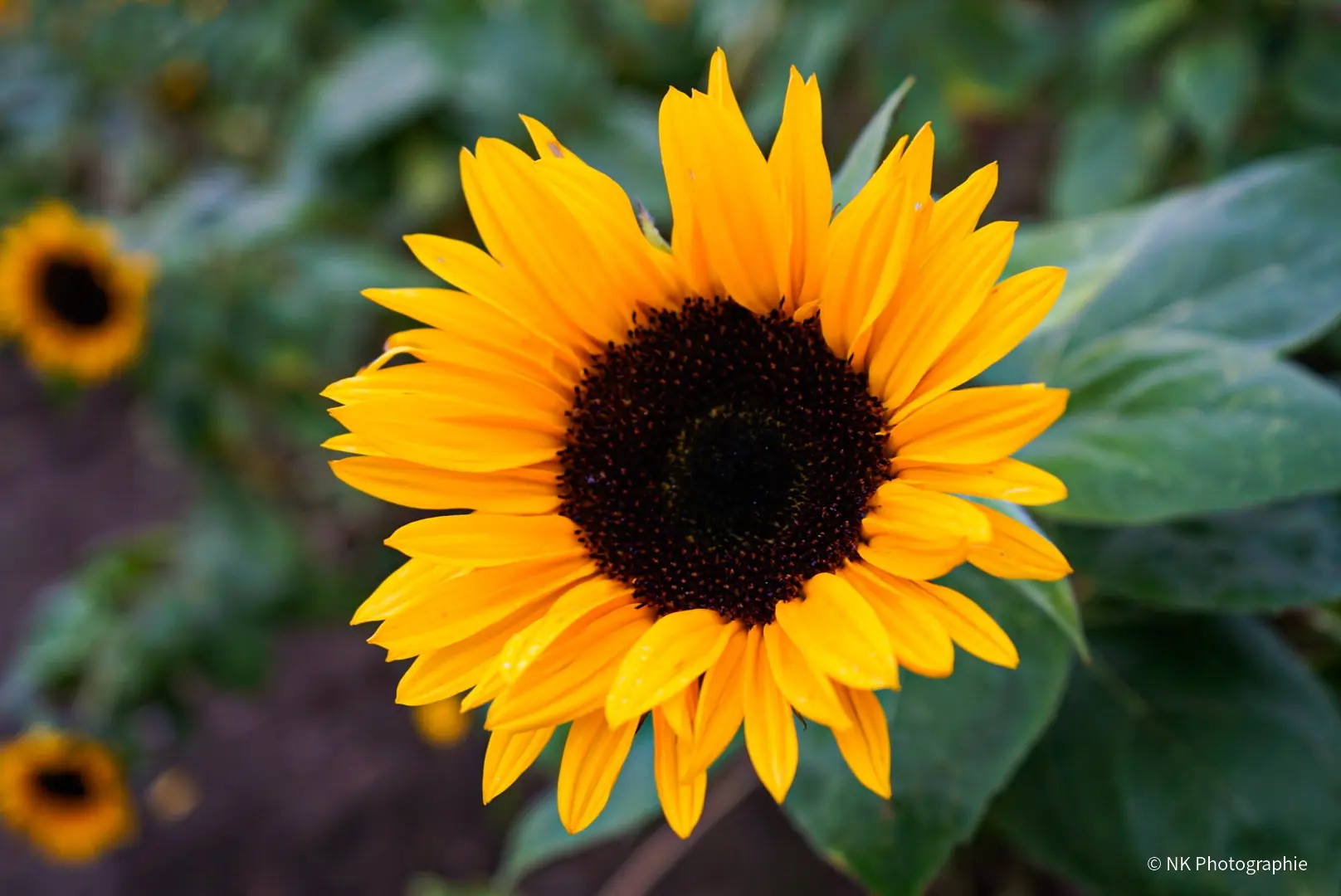Sonnenblume in einem Garten