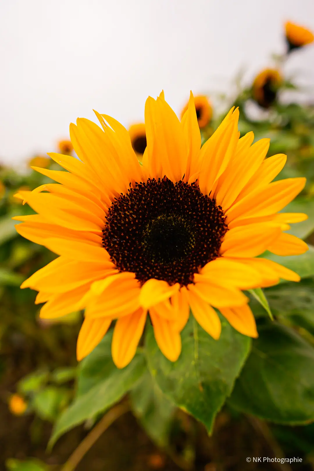 Sonnenblume im Hochformat