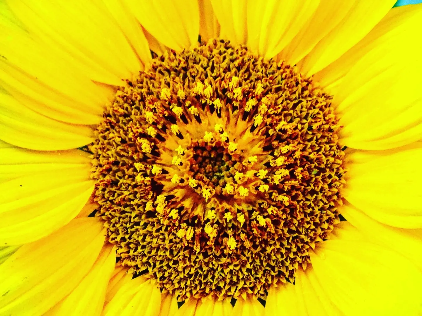 Nahaufnahme einer Sonnenblume